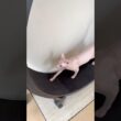 なんか喋りながら走る猫アレクサンドラ【スフィンクス】