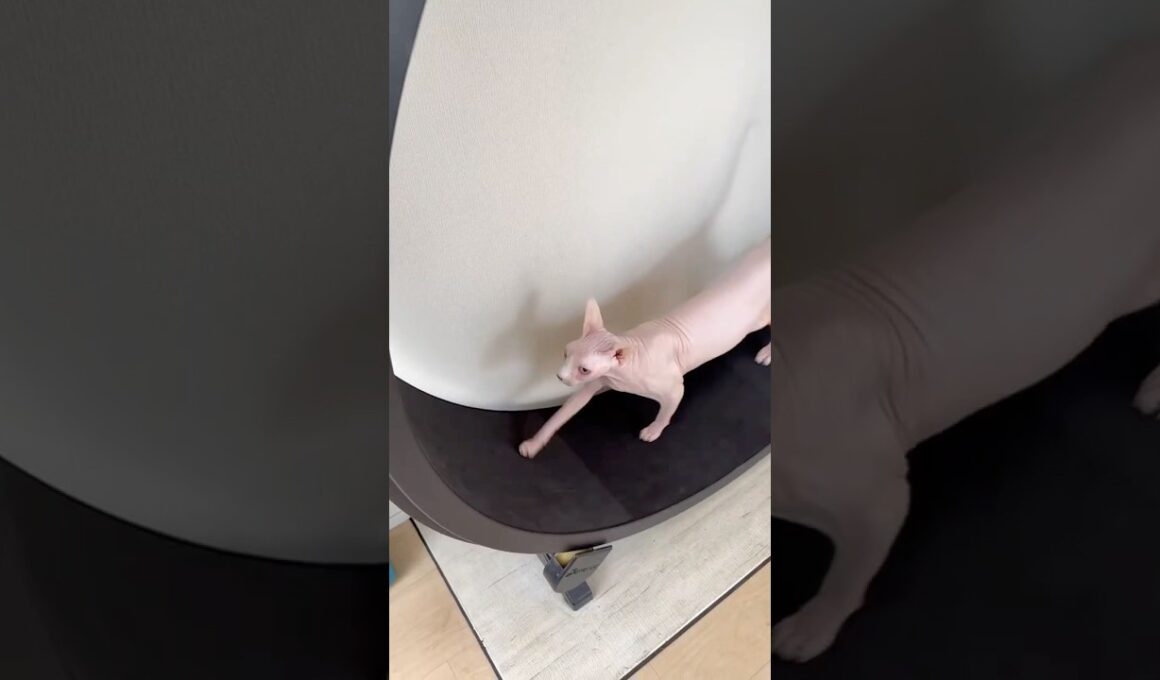 なんか喋りながら走る猫アレクサンドラ【スフィンクス】