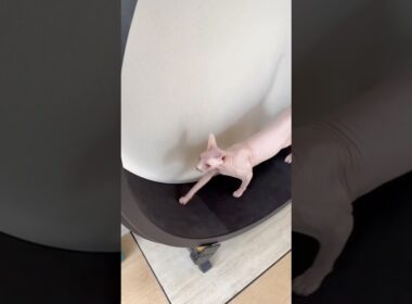 なんか喋りながら走る猫アレクサンドラ【スフィンクス】