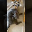ロシブル💗ラブちゃん・またひっくり返ってる😸 #ロシアンブルー #ロシブル #ラブちゃん