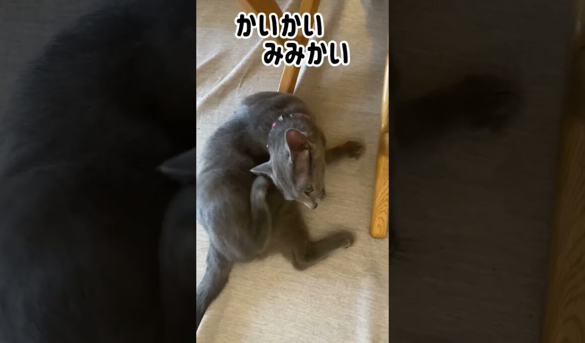 ロシブル💗ラブちゃん・またひっくり返ってる😸 #ロシアンブルー #ロシブル #ラブちゃん