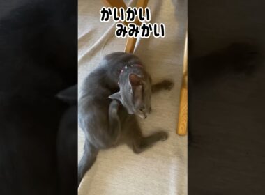 ロシブル💗ラブちゃん・またひっくり返ってる😸 #ロシアンブルー #ロシブル #ラブちゃん