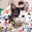 遊び疲れた子猫がママのお膝で休憩タイム【赤ちゃん猫　保護猫】