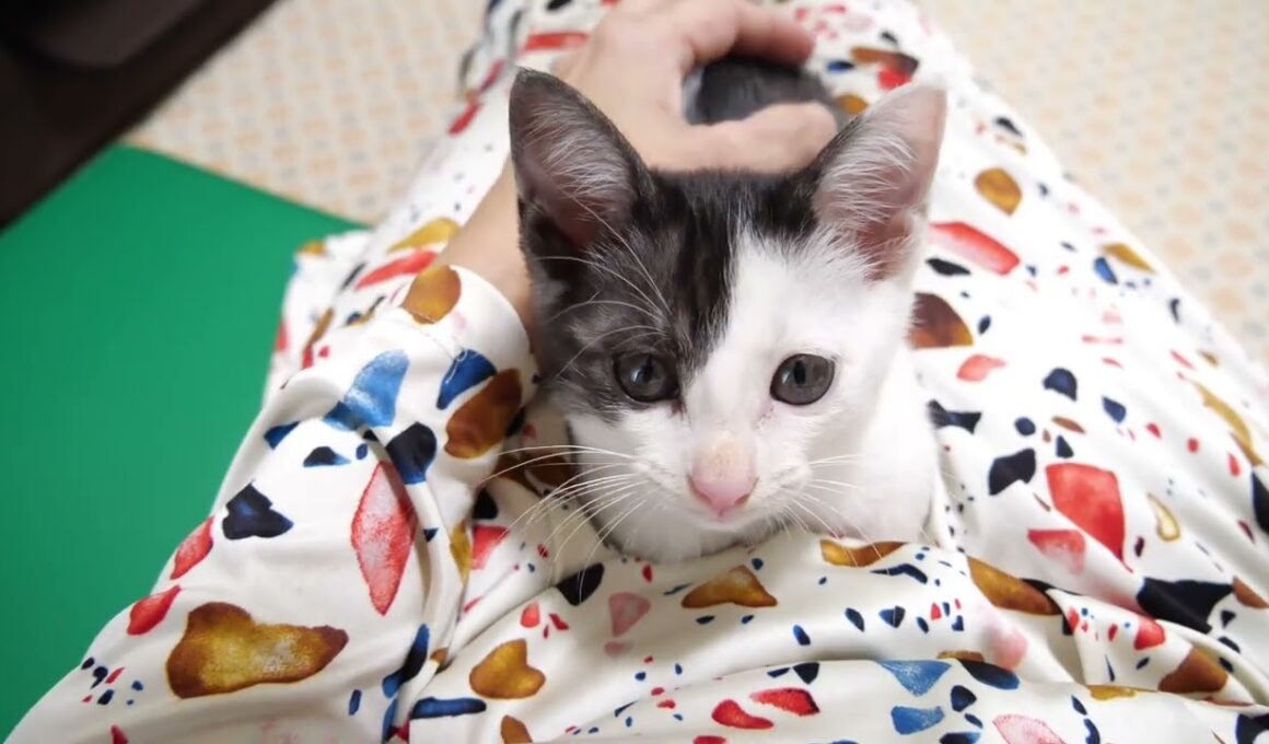 遊び疲れた子猫がママのお膝で休憩タイム【赤ちゃん猫　保護猫】
