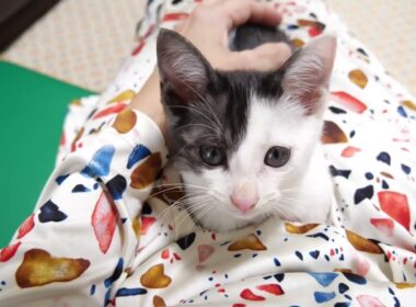 遊び疲れた子猫がママのお膝で休憩タイム【赤ちゃん猫　保護猫】
