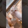 ジャンプして抱っこしてもらうの大好き〜！ #猫 #スフィンクス #ねこ