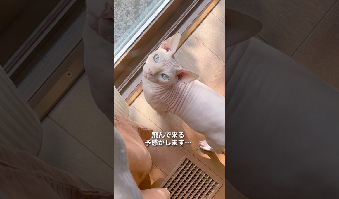 ジャンプして抱っこしてもらうの大好き〜！ #猫 #スフィンクス #ねこ