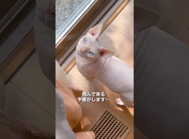 ジャンプして抱っこしてもらうの大好き〜！ #猫 #スフィンクス #ねこ