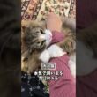 ノルウェージャンの成長変化３選！　#cat #猫 #ねこ #ノルウェージャン #ノルウェージャンフォレストキャット #子猫 #norweiganforestcat #北欧猫