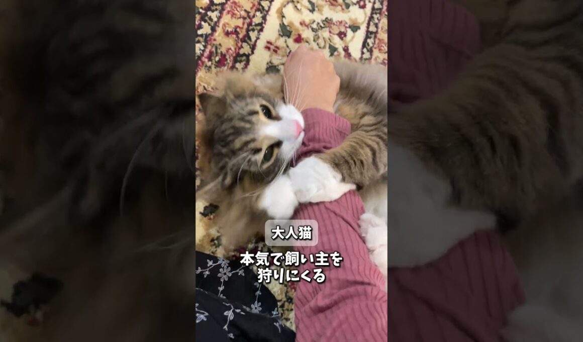 ノルウェージャンの成長変化３選！　#cat #猫 #ねこ #ノルウェージャン #ノルウェージャンフォレストキャット #子猫 #norweiganforestcat #北欧猫