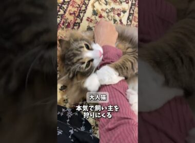 ノルウェージャンの成長変化３選！　#cat #猫 #ねこ #ノルウェージャン #ノルウェージャンフォレストキャット #子猫 #norweiganforestcat #北欧猫