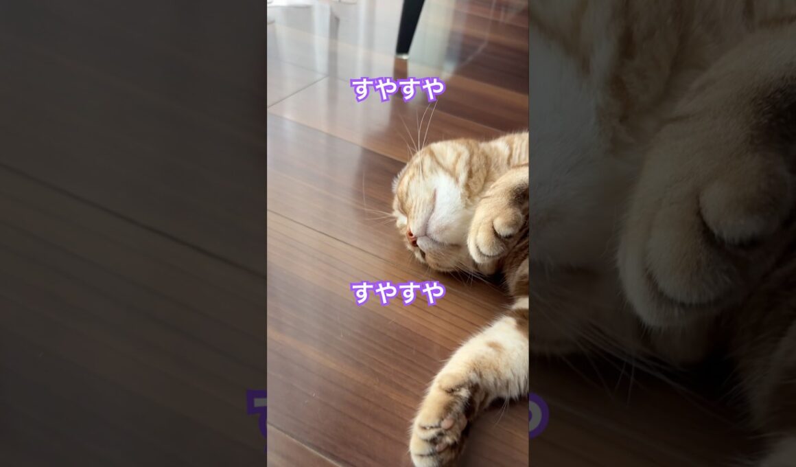 気持ちよく寝てる猫ルイちゃんがかわいい #cat #猫のいる暮らし #American curl