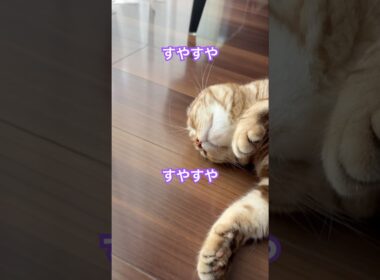 気持ちよく寝てる猫ルイちゃんがかわいい #cat #猫のいる暮らし #American curl