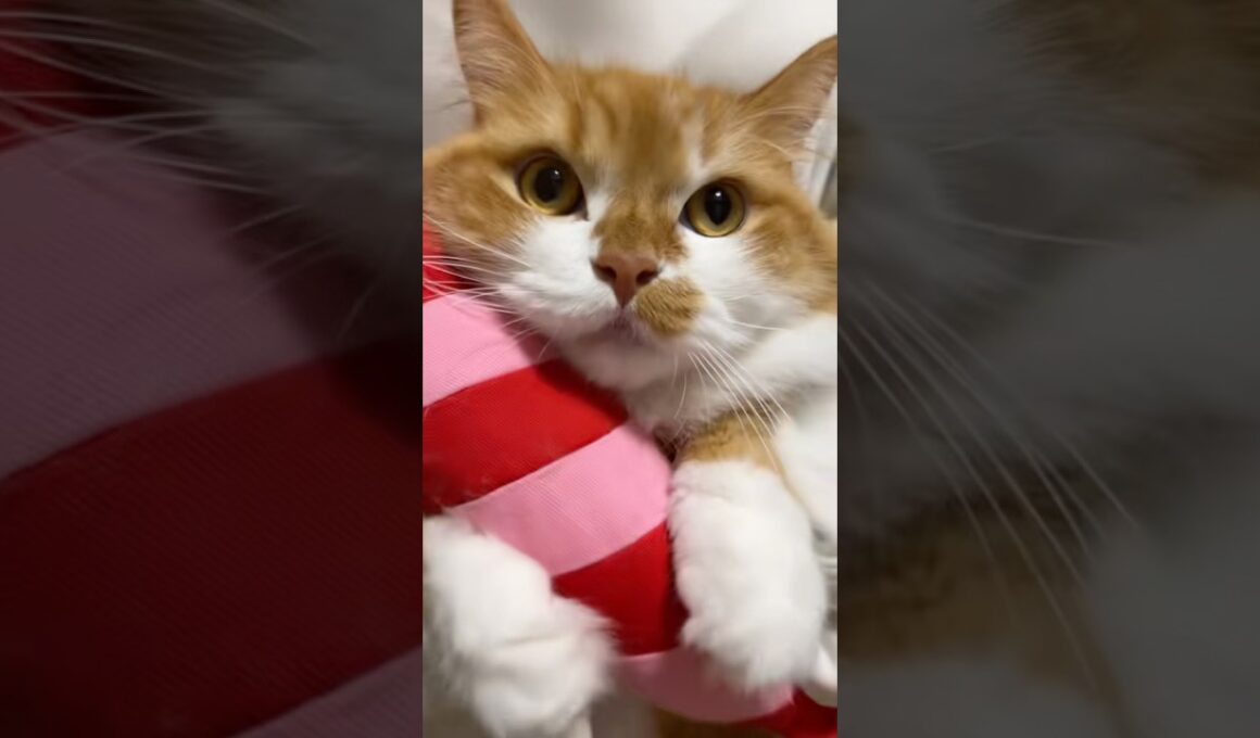 お気に入りのえびさんと一緒に😍 #shorts #猫 #マンチカン #短足マンチカン #cat #munchkin