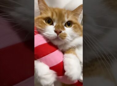 お気に入りのえびさんと一緒に😍 #shorts #猫 #マンチカン #短足マンチカン #cat #munchkin