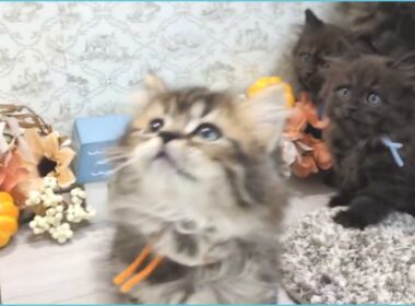 Coo&RIKU　No.00734435 サイベリアン