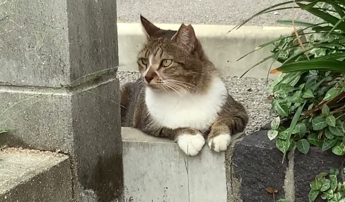 午後のニャルソック　キジ白猫さん　Cat Afternoon Twilight    बिल्ली दोपहर गोधूलि     住吉猫さん