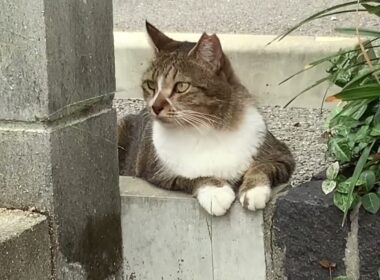 午後のニャルソック　キジ白猫さん　Cat Afternoon Twilight    बिल्ली दोपहर गोधूलि     住吉猫さん