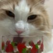 【おいしい‼︎】食べるのがゆっくりな理由が判明！？ノルウェージャンフォレストキャットのお食事♡
