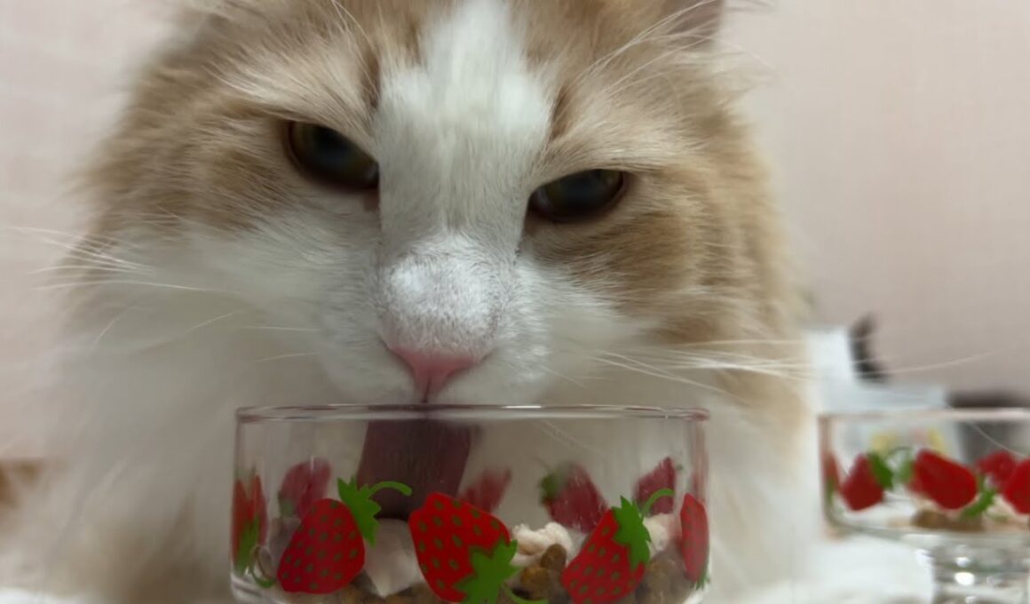 【おいしい‼︎】食べるのがゆっくりな理由が判明！？ノルウェージャンフォレストキャットのお食事♡