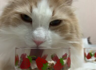 【おいしい‼︎】食べるのがゆっくりな理由が判明！？ノルウェージャンフォレストキャットのお食事♡