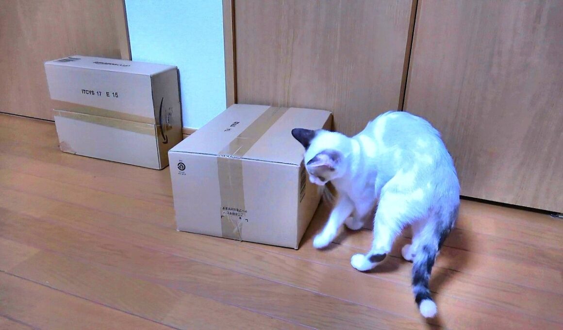 自ら箱に入って出られなくなった姉シャム猫を妹子猫が助けようとした結果🤭