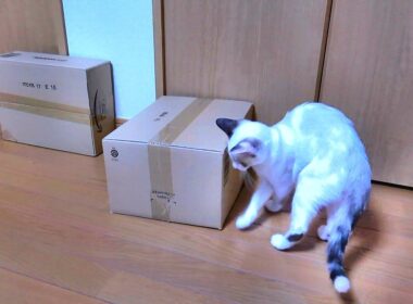 自ら箱に入って出られなくなった姉シャム猫を妹子猫が助けようとした結果🤭