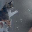 大雨の翌日衰弱した子猫を連れてあらわれた親子猫を緊急保護しました