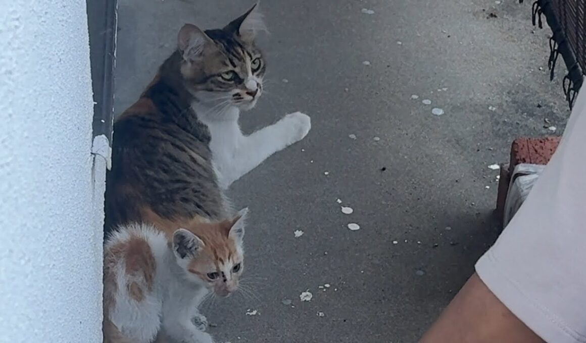 大雨の翌日衰弱した子猫を連れてあらわれた親子猫を緊急保護しました