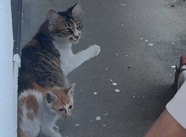 大雨の翌日衰弱した子猫を連れてあらわれた親子猫を緊急保護しました