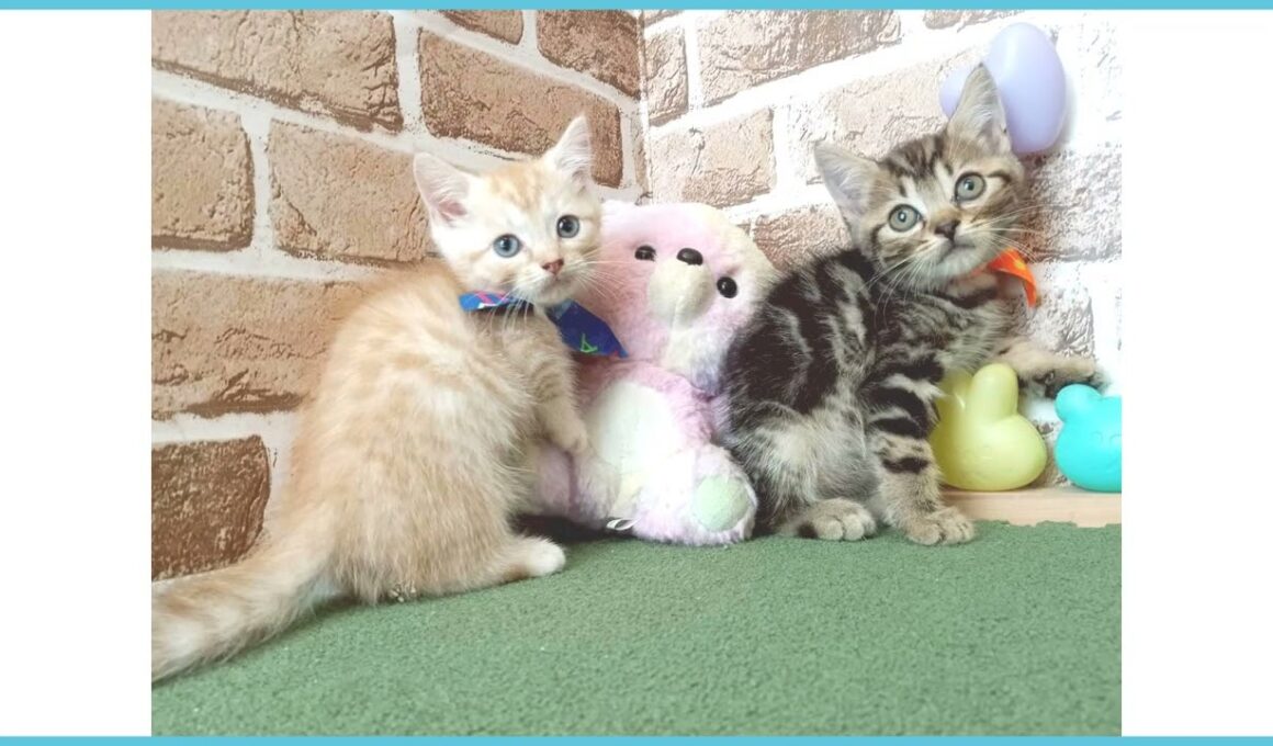 734572 スクーカム