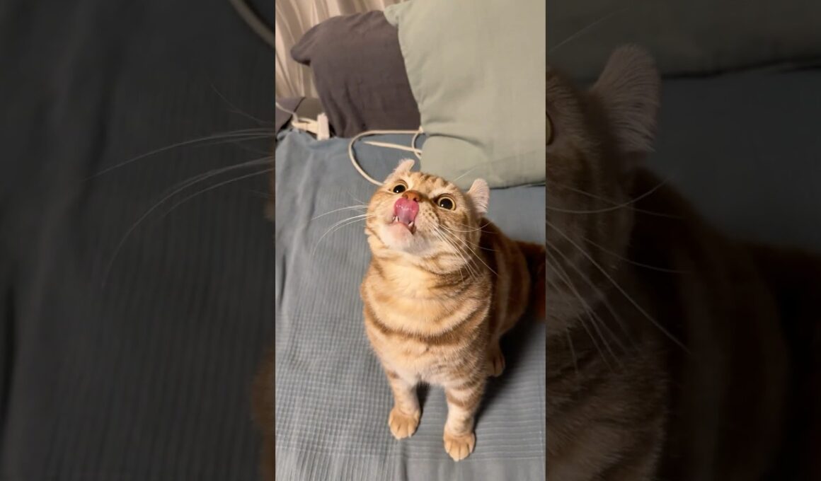 遊んでと鳴く猫ルイちゃん #cat #アメリカンカール #猫の声 #ねこ #American curl#cute