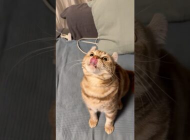 遊んでと鳴く猫ルイちゃん #cat #アメリカンカール #猫の声 #ねこ #American curl#cute