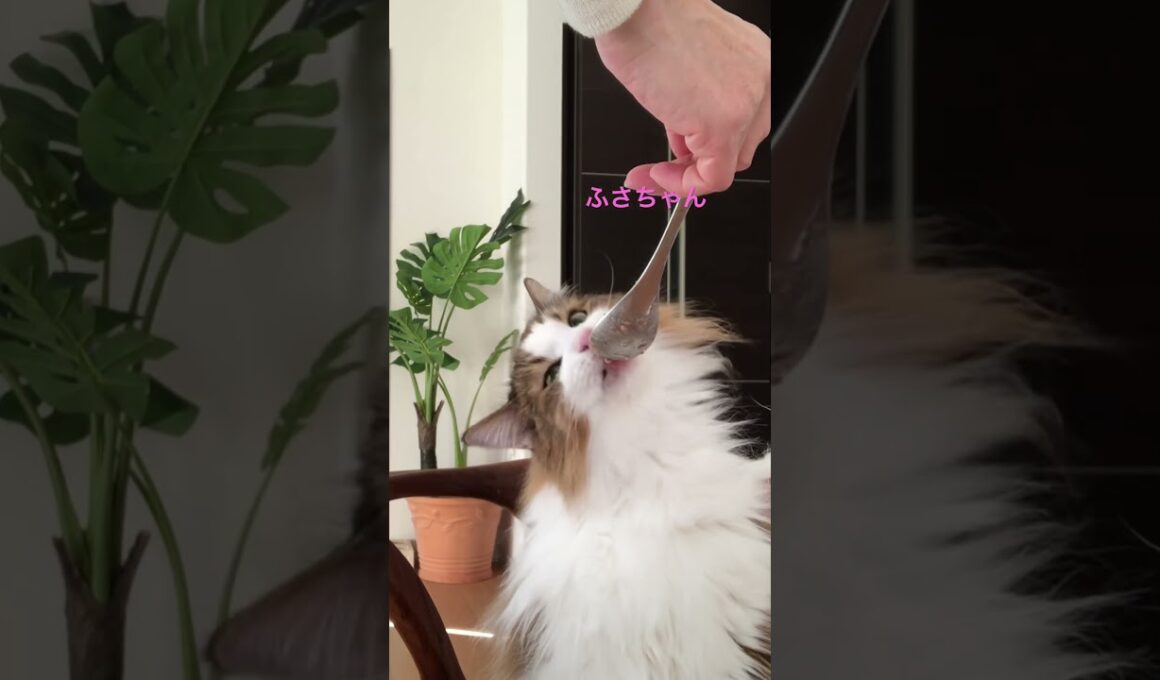 ふさちゃんの朝食#shorts #ノルウェージャンフォレストキャット #cat #猫のいる暮らし #猫 #pets