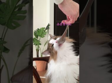 ふさちゃんの朝食#shorts #ノルウェージャンフォレストキャット #cat #猫のいる暮らし #猫 #pets