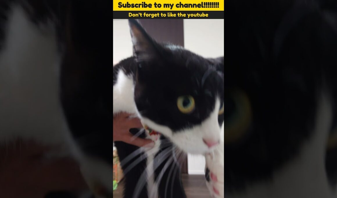 #cat #猫 #保護猫 #三毛猫 #猫動画 #シャムトラミックス #cats #catlife #catlog #catlover #catlovers #katze #kot #katt