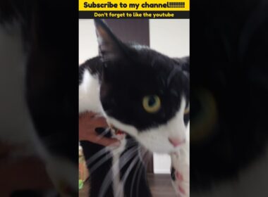 #cat #猫 #保護猫 #三毛猫 #猫動画 #シャムトラミックス #cats #catlife #catlog #catlover #catlovers #katze #kot #katt