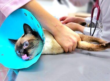 採血注射の激痛で悲鳴をあげたシャム猫💉