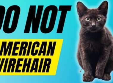 7 Reasons You SHOULD NOT Get An American WireHair Cat