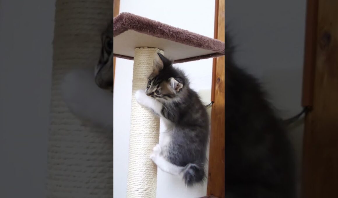 キャットタワーで暴れる子猫？【赤ちゃん猫　保護猫】