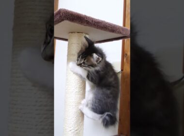 キャットタワーで暴れる子猫？【赤ちゃん猫　保護猫】