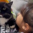 すぐ甘えてくれる猫　ラガマフィンA cat that is quick to become affectionate. Ragamuffin