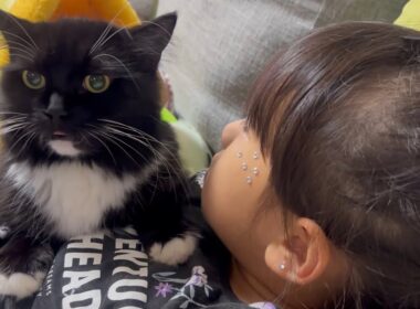 すぐ甘えてくれる猫　ラガマフィンA cat that is quick to become affectionate. Ragamuffin
