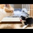 先住猫と初めて対面した子猫の反応