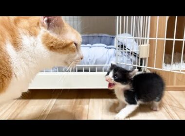 先住猫と初めて対面した子猫の反応