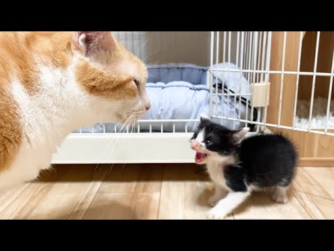 先住猫と初めて対面した子猫の反応