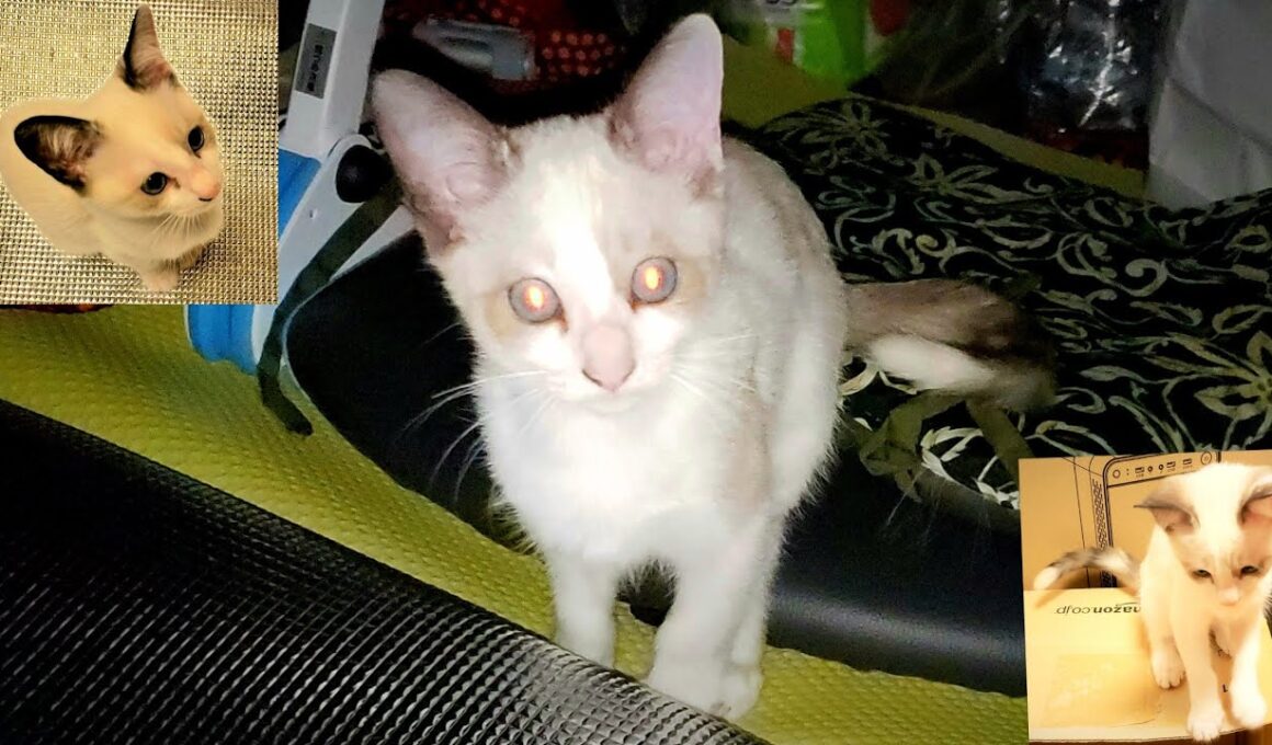 保護当時はシャム猫風で白い子猫だった(ペポ🐈)・茶交じりに変色した現在迄の成長記録(未公開🎥)