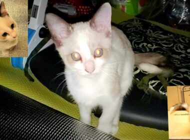 保護当時はシャム猫風で白い子猫だった(ペポ🐈)・茶交じりに変色した現在迄の成長記録(未公開🎥)