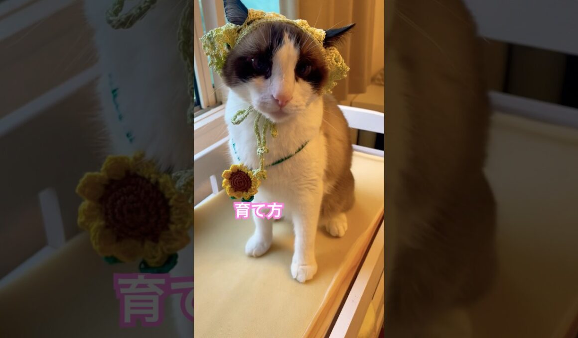 ママに対して反抗期と言う猫会話がいかしてる #ねこ動画 #猫のいる暮らし #shorts