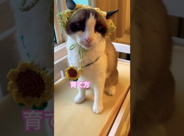 ママに対して反抗期と言う猫会話がいかしてる #ねこ動画 #猫のいる暮らし #shorts
